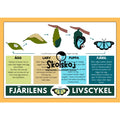 Affisch - Från ägg till fjäril
