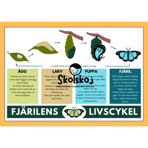 Affisch - Från ägg till fjäril