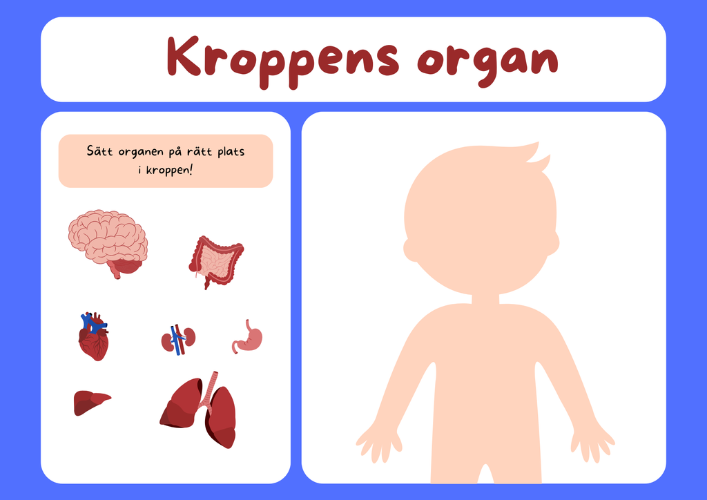 Kroppens organ