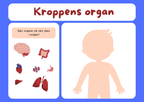 Kroppens organ