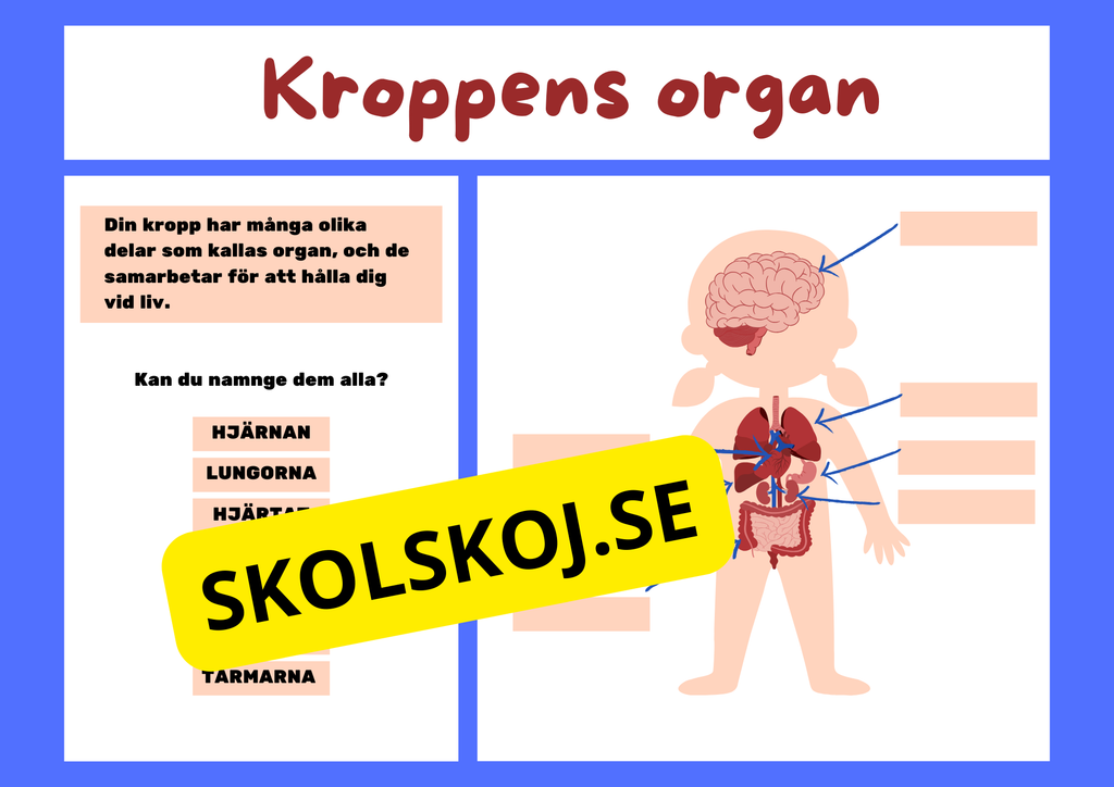 Kroppens organ