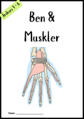 Ben och muskler - Årskurs 4 - 6
