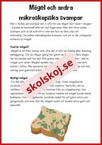 Svampar lavar och mikroorganismer - Årskurs 4 - 6
