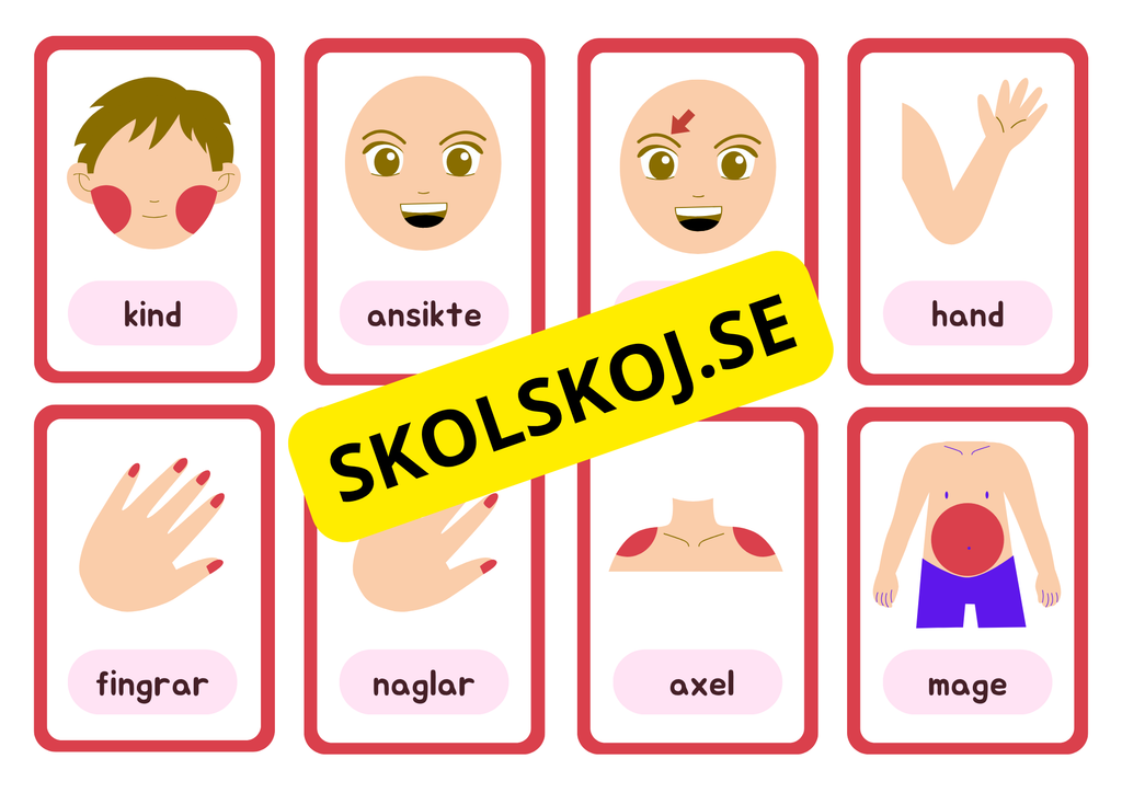Flashkort - Kroppsdelar - A5 format