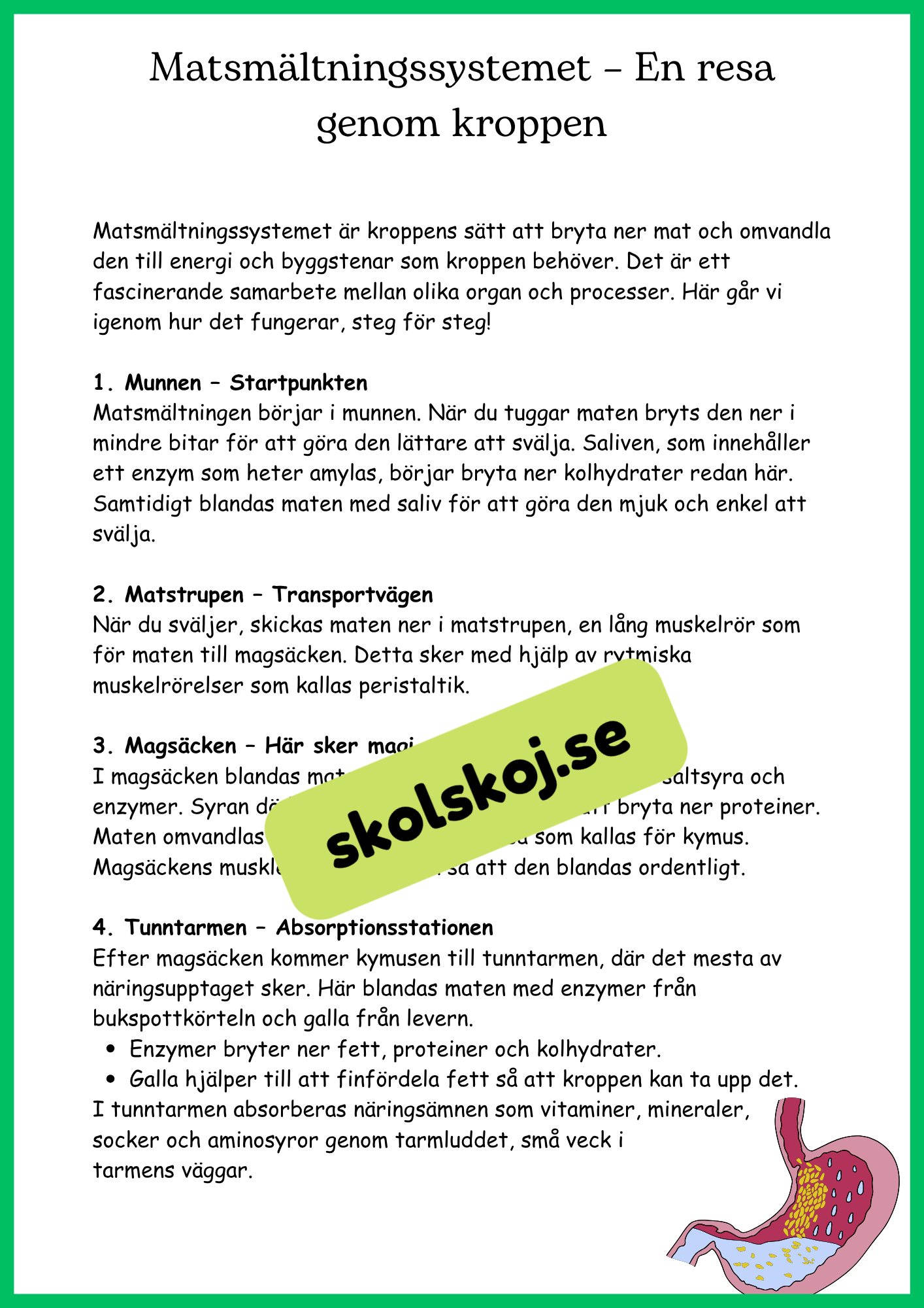 Matsmältningssystemet