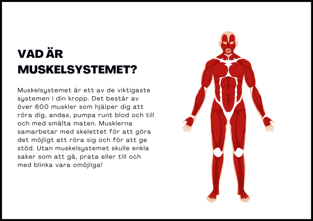 Muskelsystemet - Årskurs 7 - 9