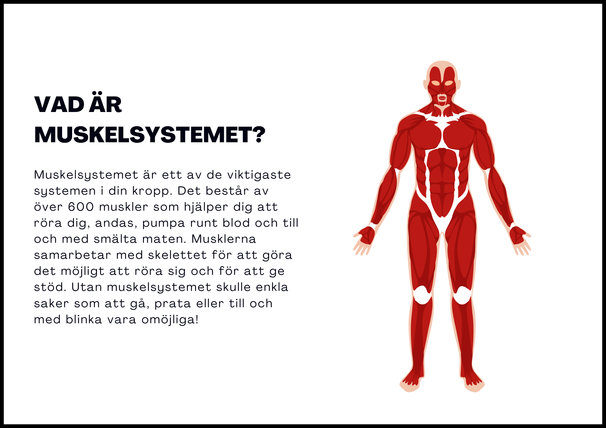 Muskelsystemet - Årskurs 7 - 9
