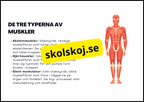 Muskelsystemet - Årskurs 7 - 9
