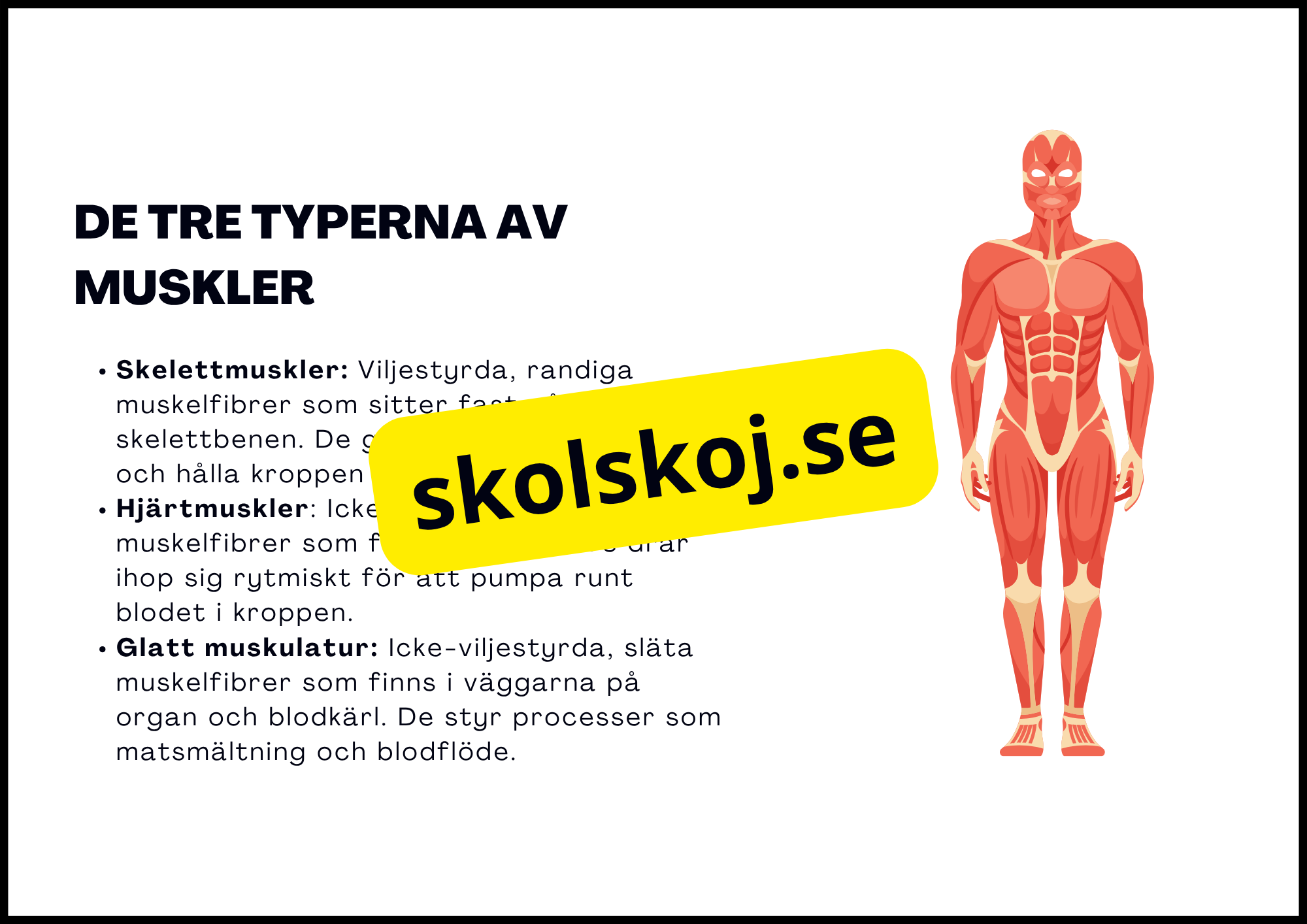 Muskelsystemet - Årskurs 7 - 9