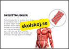 Muskelsystemet - Årskurs 7 - 9