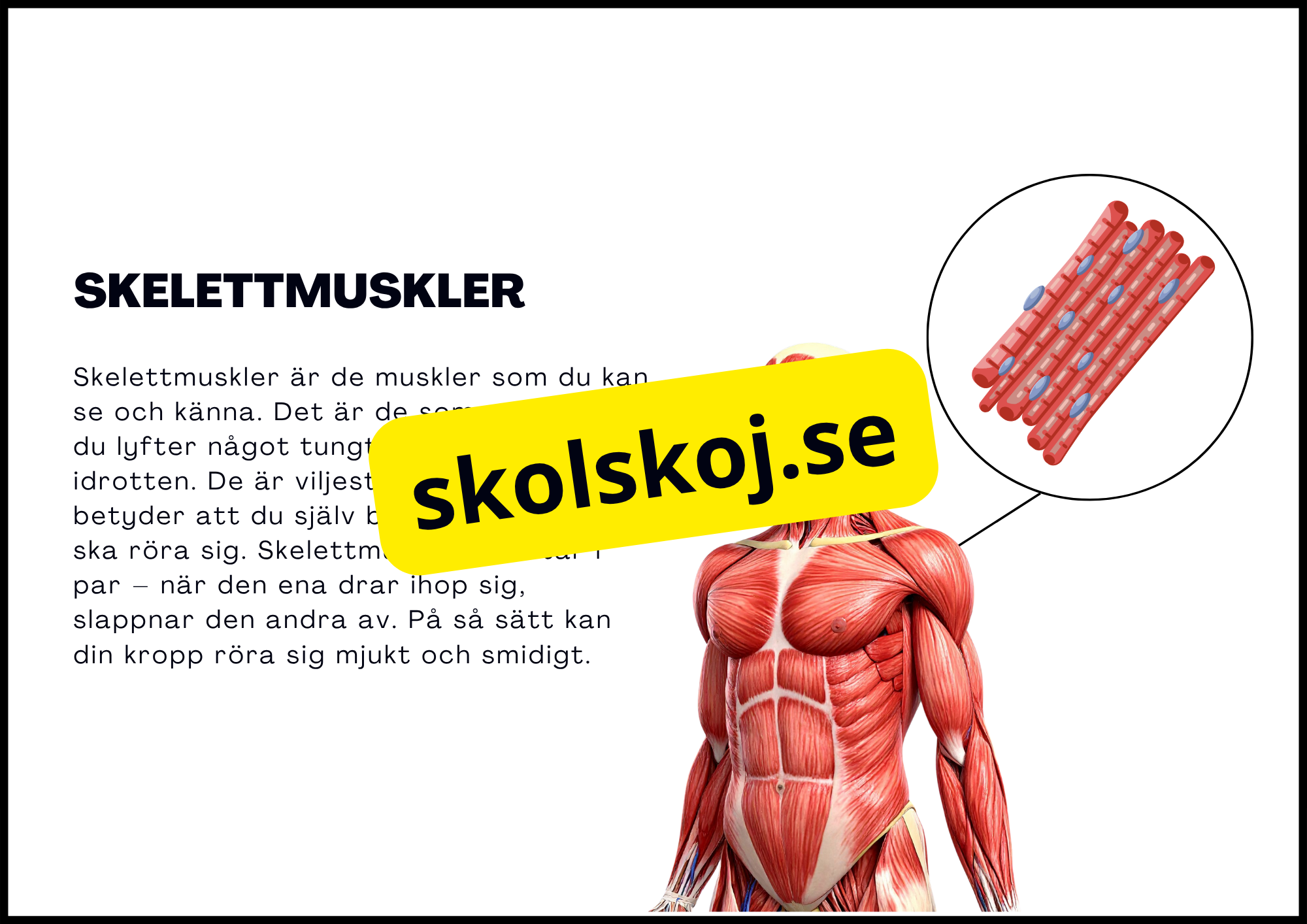 Muskelsystemet - Årskurs 7 - 9