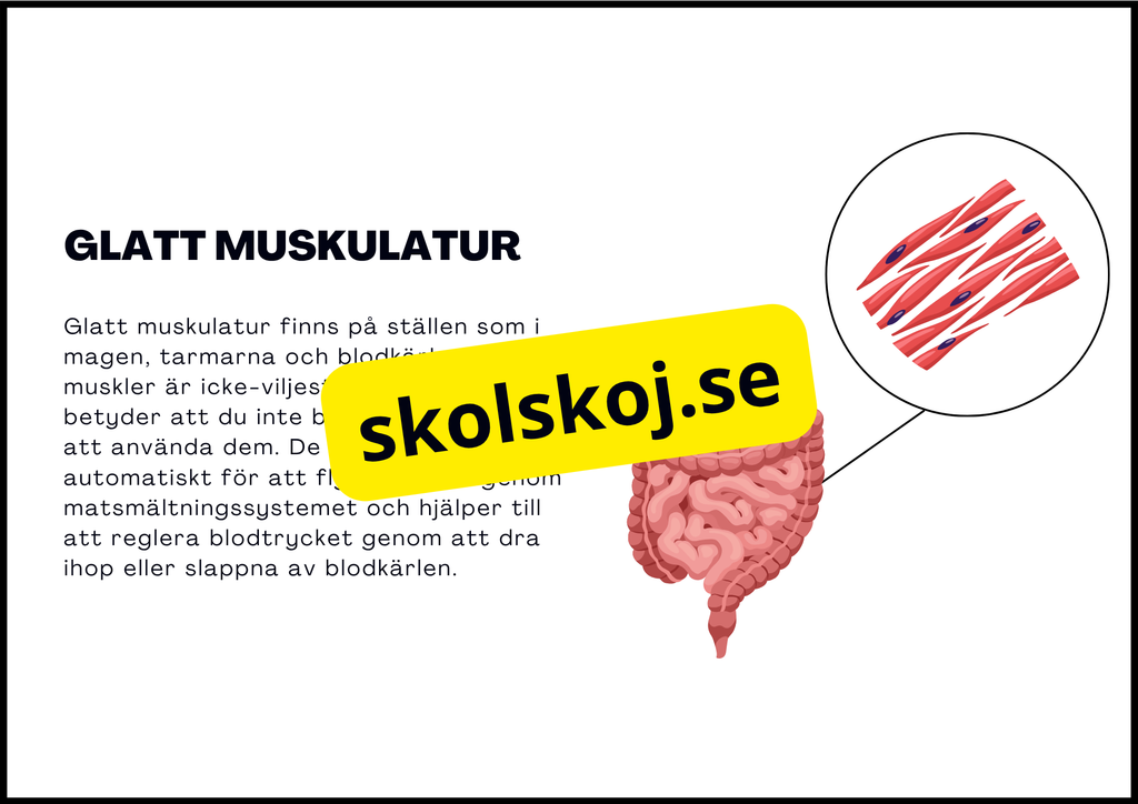 Muskelsystemet - Årskurs 7 - 9