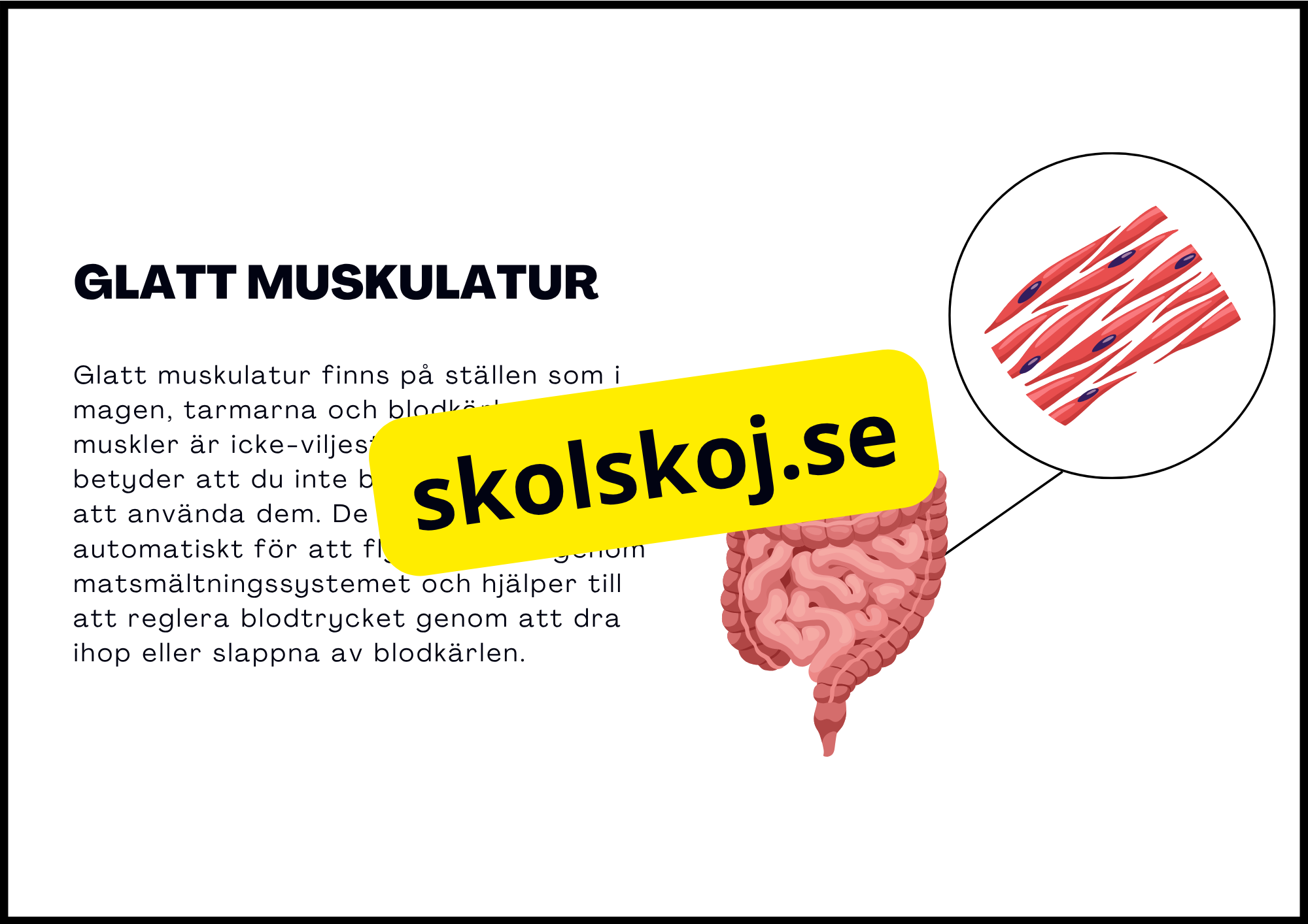 Muskelsystemet - Årskurs 7 - 9