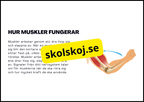 Muskelsystemet - Årskurs 7 - 9