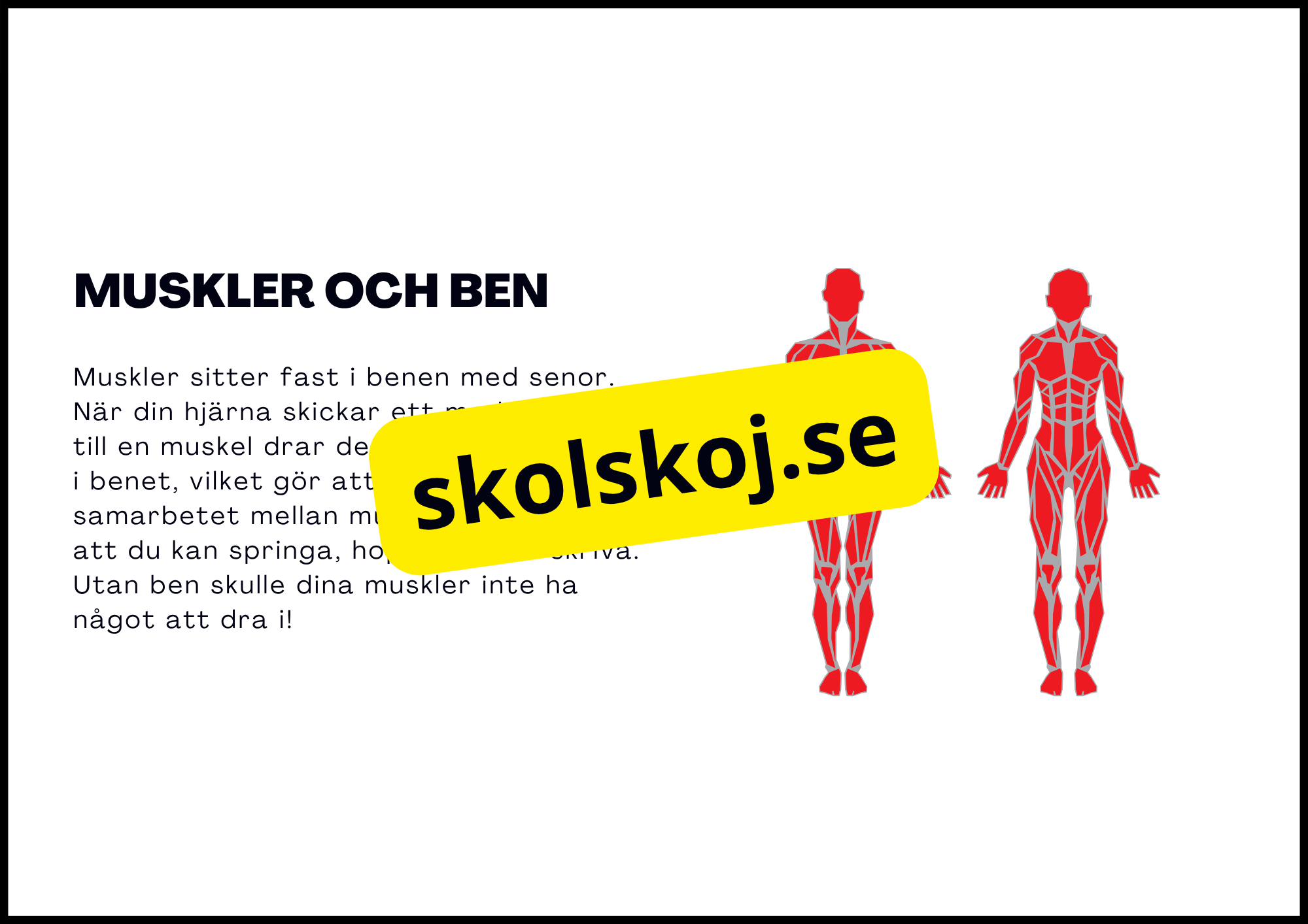 Muskelsystemet - Årskurs 7 - 9