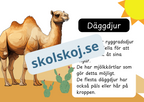 Den levande världen - Ryggradsdjur och ryggradslösa