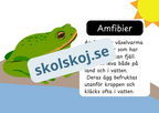 Den levande världen - Ryggradsdjur och ryggradslösa