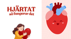 Hjärtat - Så fungerar det - Presentation och frågor