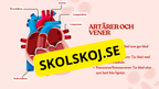 Hjärtat - Så fungerar det - Presentation och frågor