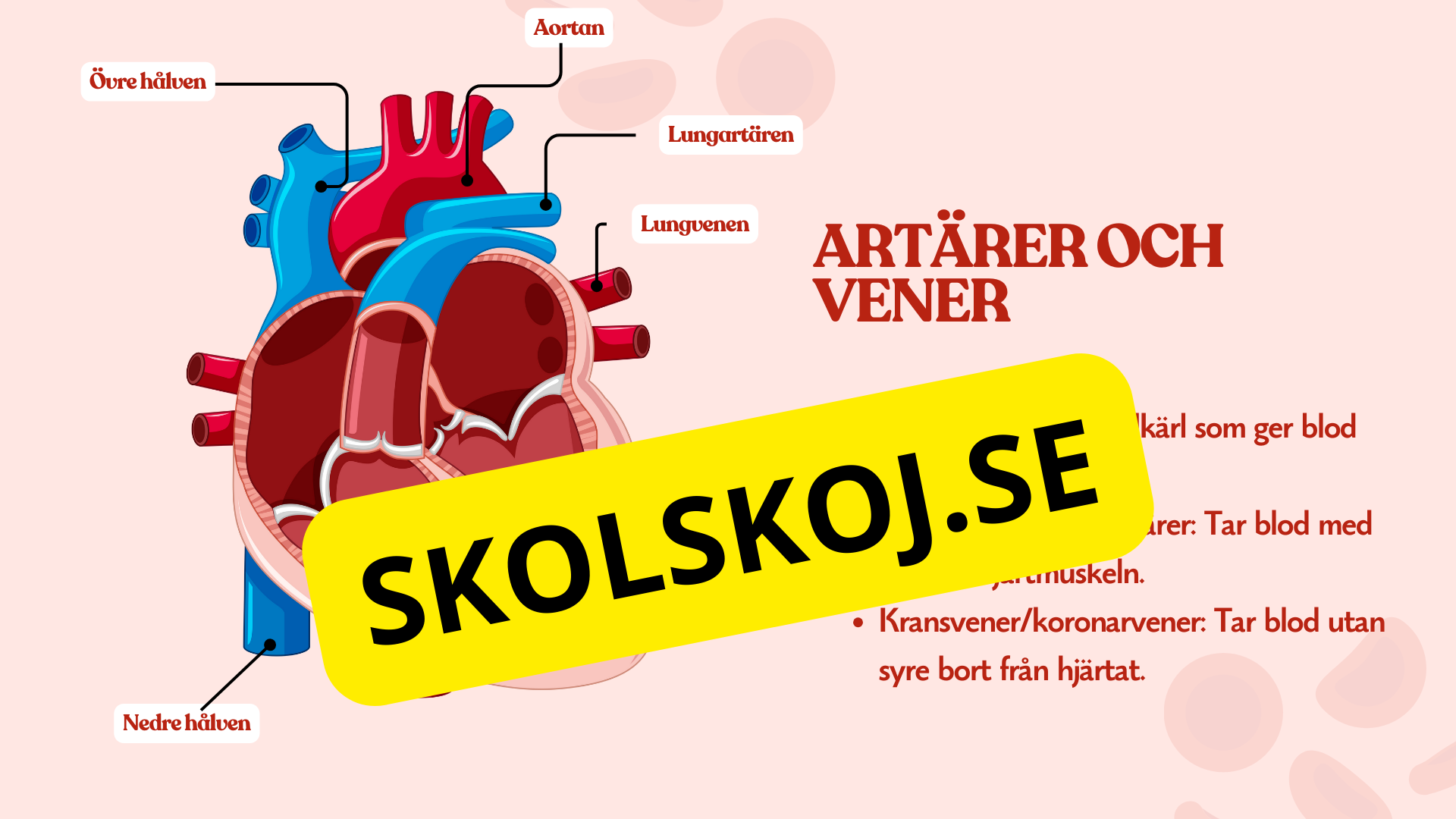 Hjärtat - Så fungerar det - Presentation och frågor
