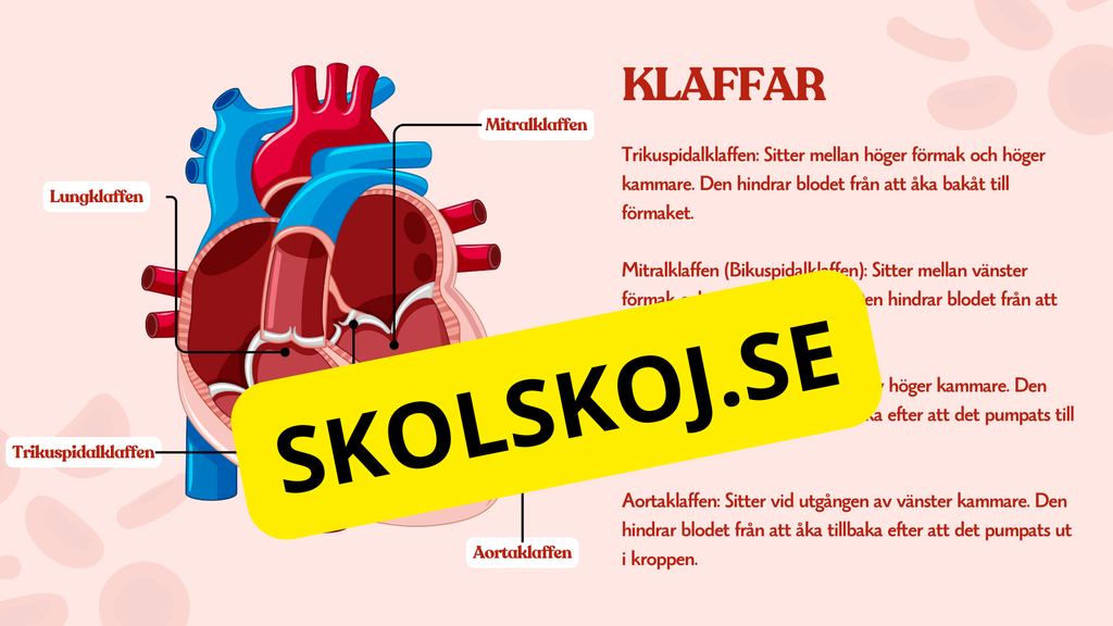 Hjärtat - Så fungerar det - Presentation och frågor