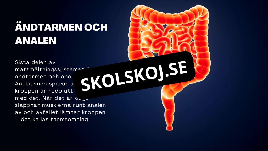 Matsmältningssystemet - Presentation - Frågor