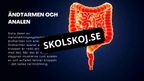 Matsmältningssystemet - Presentation - Frågor
