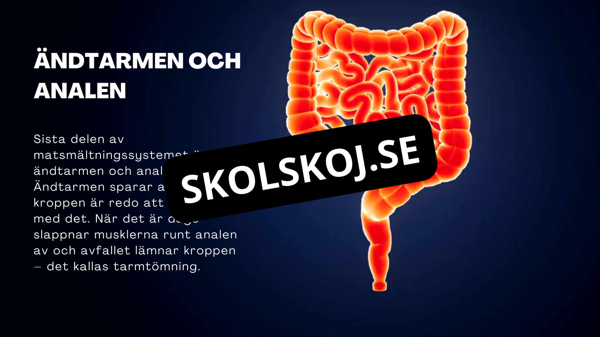 Matsmältningssystemet - Presentation - Frågor