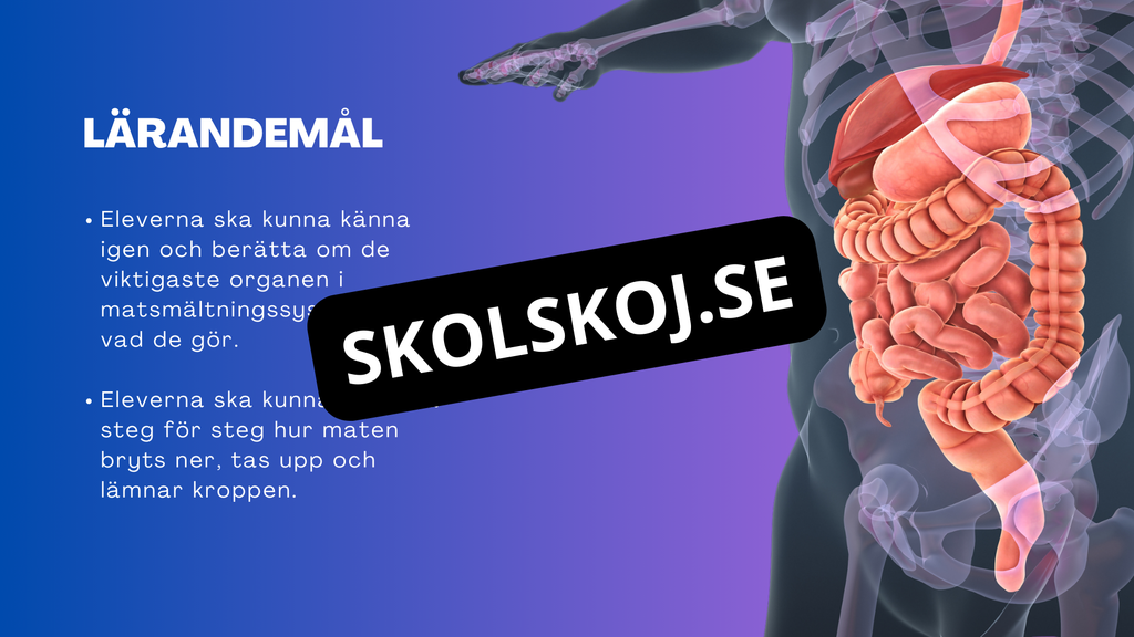 Matsmältningssystemet - Presentation - Frågor