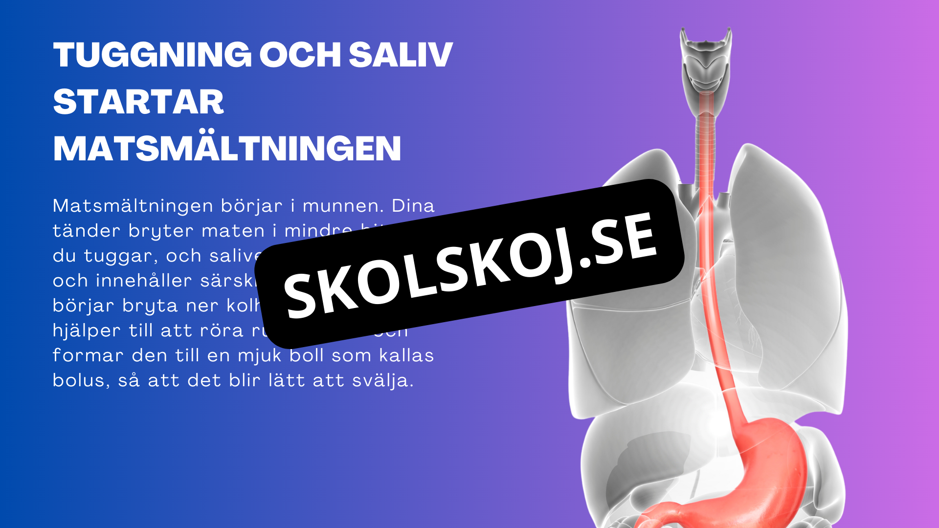 Matsmältningssystemet - Presentation - Frågor