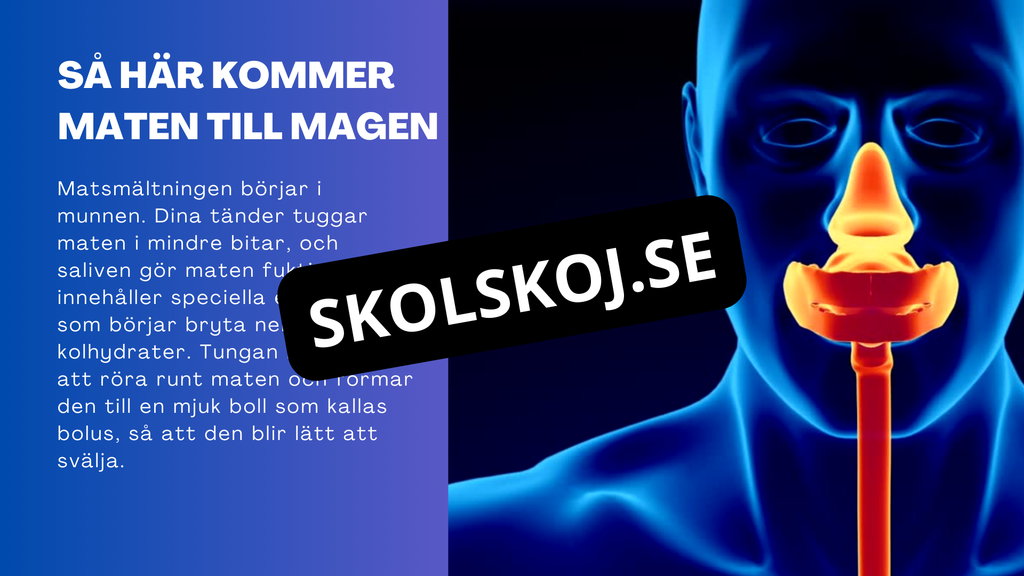 Matsmältningssystemet - Presentation - Frågor