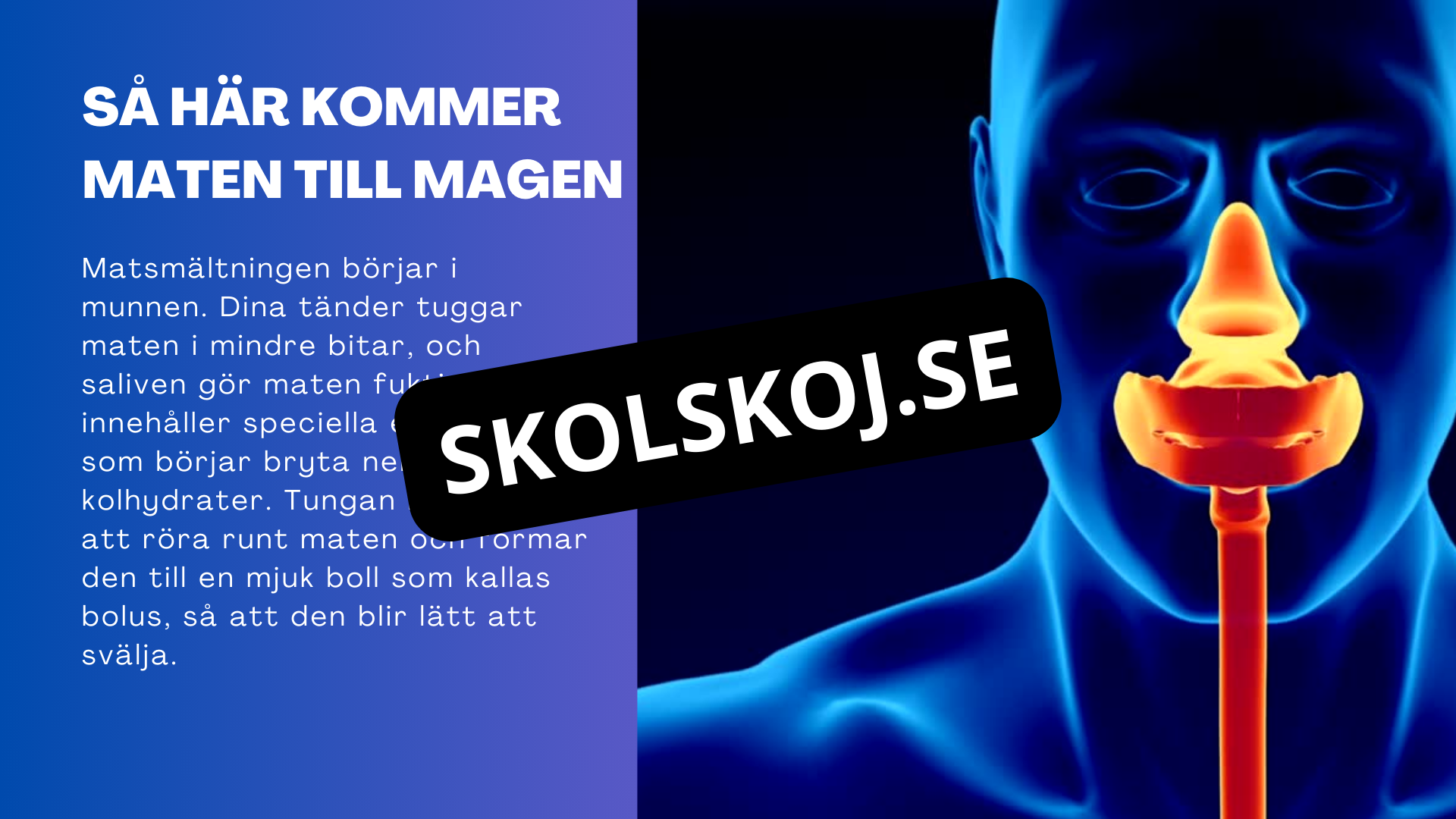 Matsmältningssystemet - Presentation - Frågor
