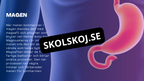 Matsmältningssystemet - Presentation - Frågor