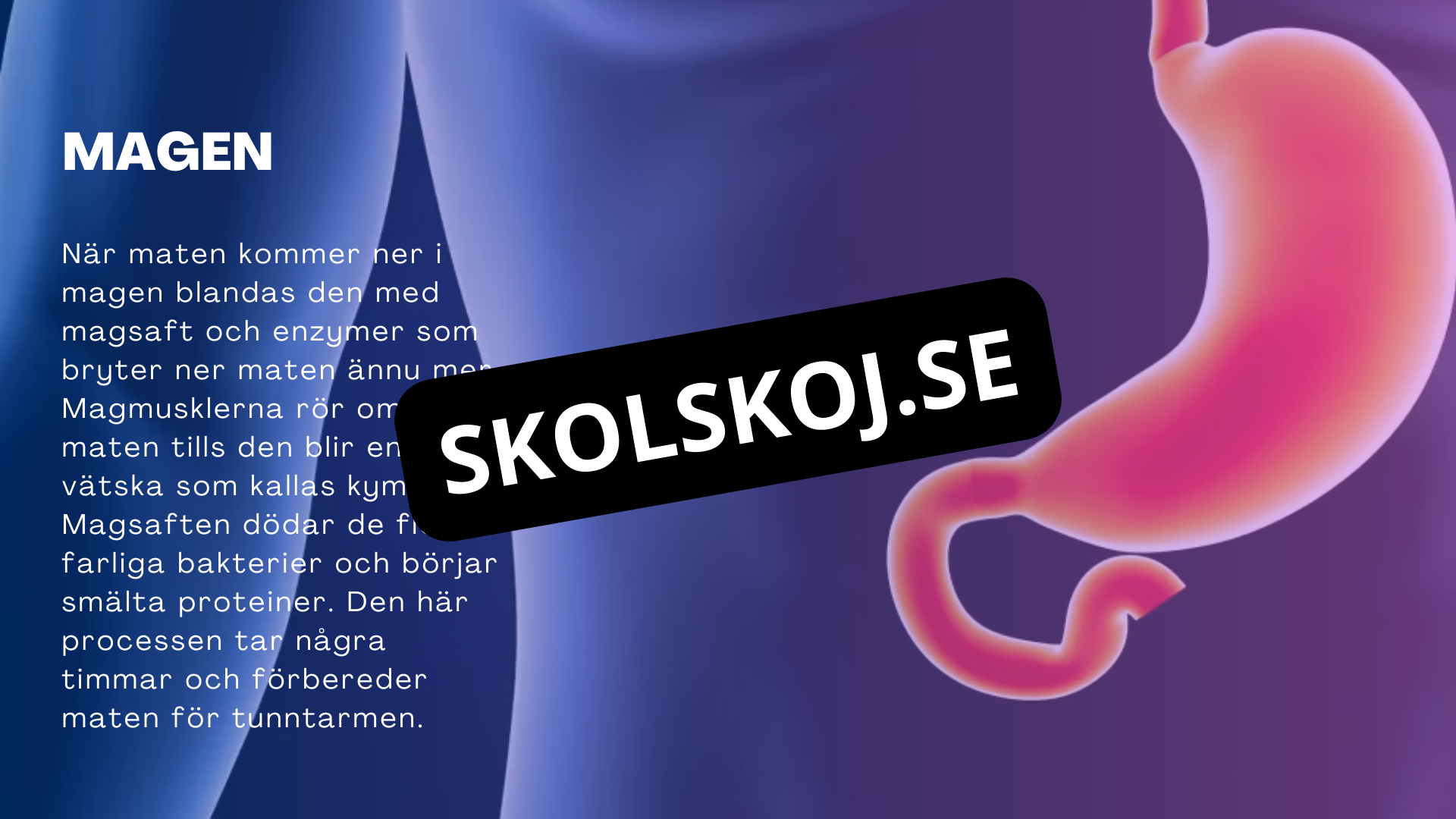 Matsmältningssystemet - Presentation - Frågor