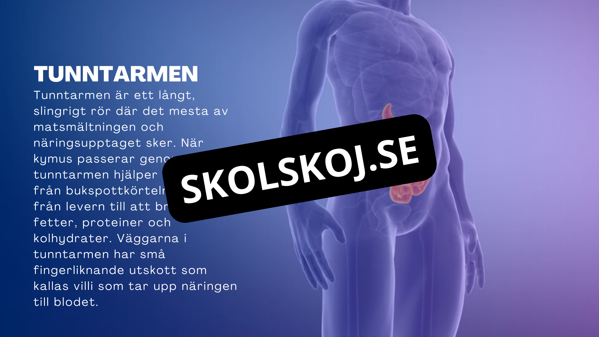 Matsmältningssystemet - Presentation - Frågor