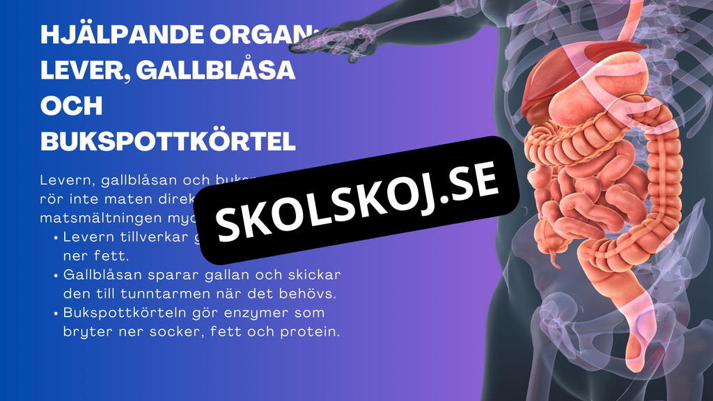 Matsmältningssystemet - Presentation - Frågor