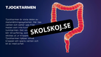 Matsmältningssystemet - Presentation - Frågor