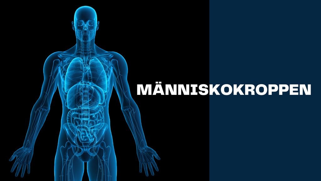 Människokroppen - Årskurs 7 - 9