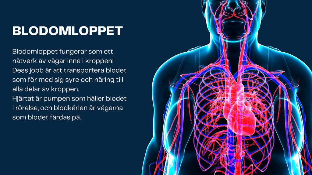 Människokroppen - Årskurs 7 - 9