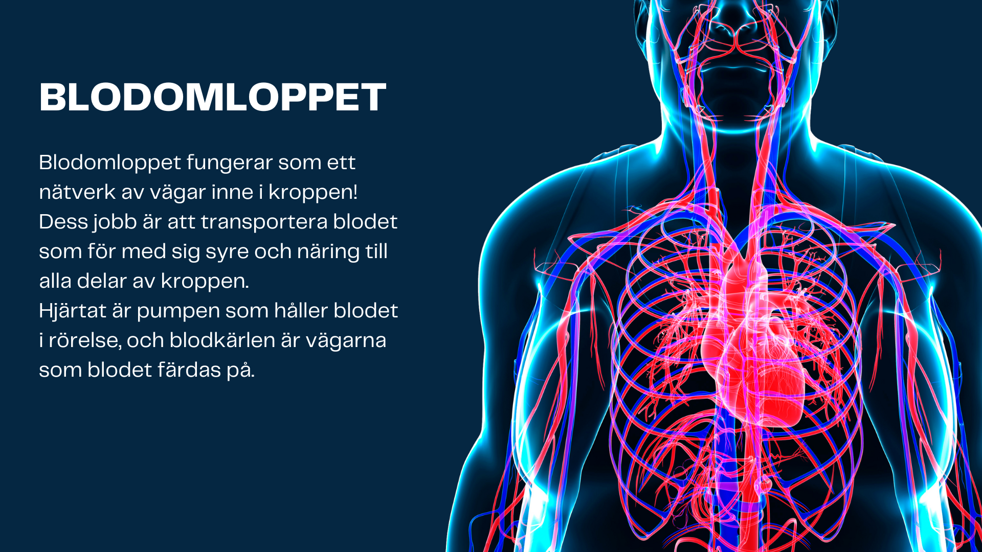 Människokroppen - Årskurs 7 - 9