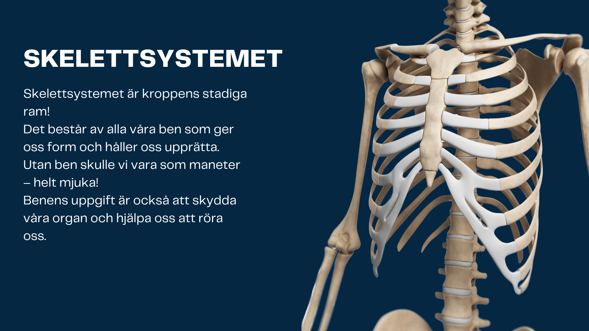 Människokroppen - Årskurs 7 - 9