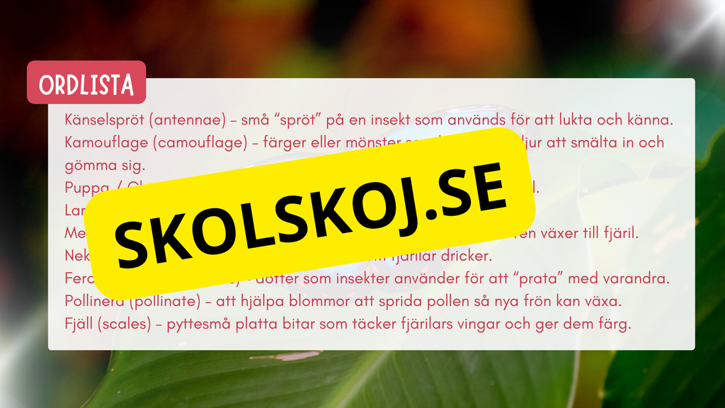 Allt om fjärilar - Presentation + frågor