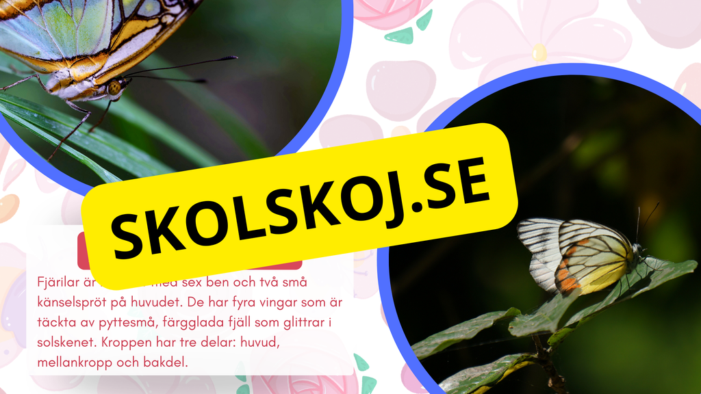 Allt om fjärilar - Presentation + frågor