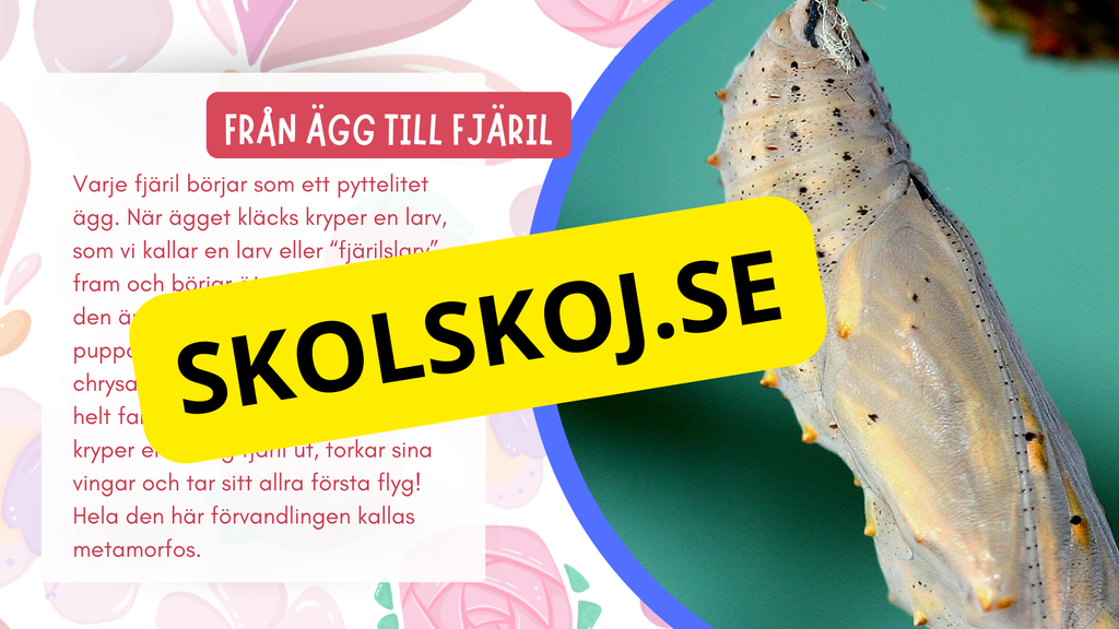 Allt om fjärilar - Presentation + frågor