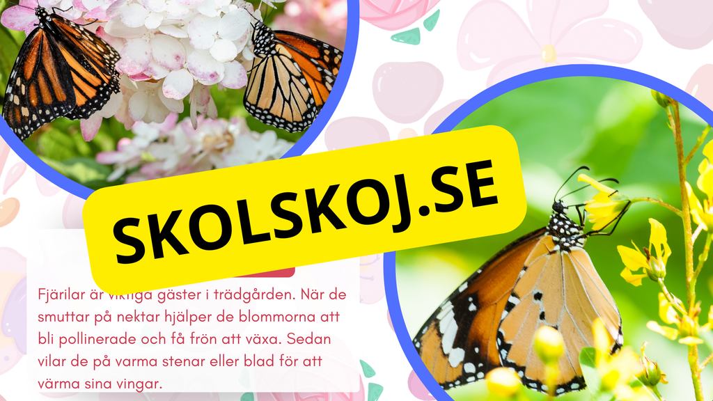 Allt om fjärilar - Presentation + frågor