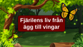 Fjärilens liv från ägg till vingar