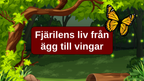 Fjärilens liv från ägg till vingar