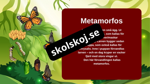 Fjärilens liv från ägg till vingar