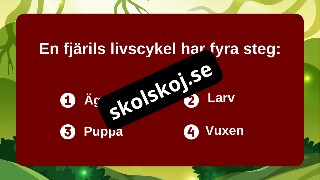 Fjärilens liv från ägg till vingar