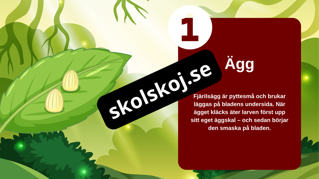 Fjärilens liv från ägg till vingar